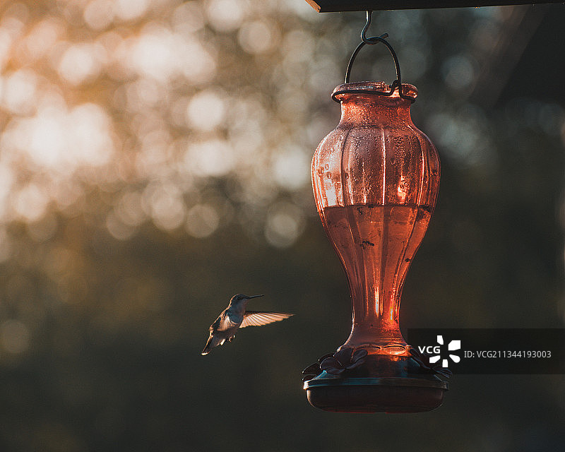 悬挂在户外的喂鸟器特写图片素材