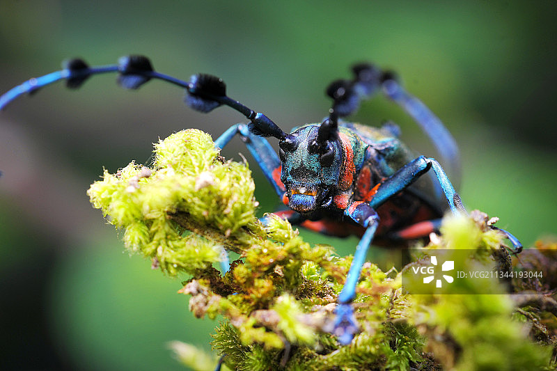 植物上的昆虫特写，泰国图片素材
