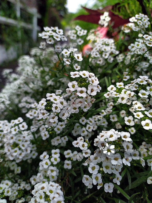 白色植物特写，法国马尔让西图片素材