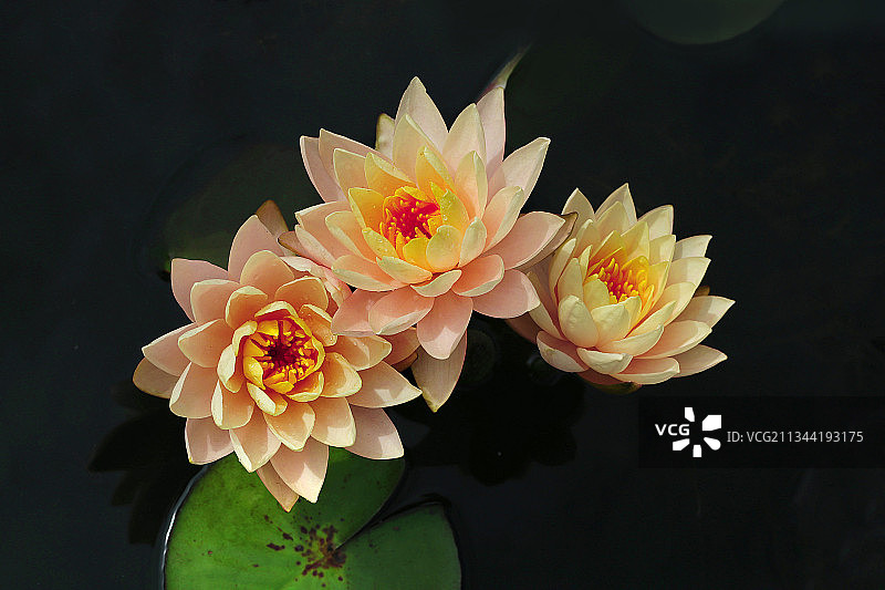 美国纽约，池塘荷花特写图片素材