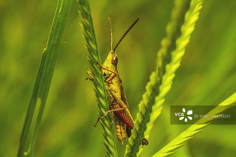 印度尼西亚苏拉威西岛布顿岛上植物上的蚱蜢特写图片素材