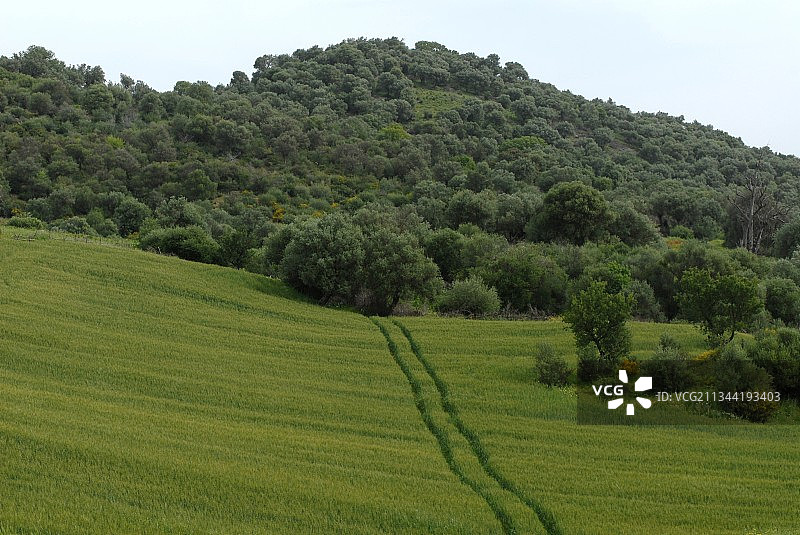 阿尔及利亚的晴空下美丽的农田景色图片素材