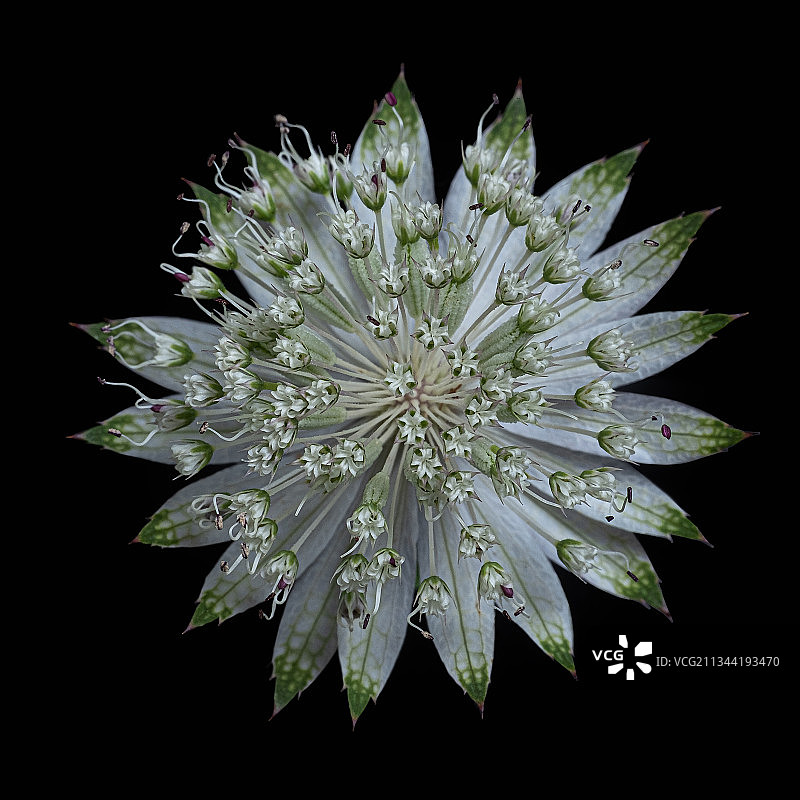 黑色背景下的湿花特写图片素材