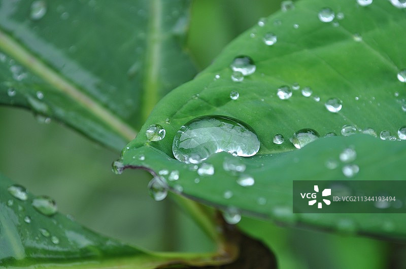 刚果民主共和国布卡武的雨滴叶子特写图片素材