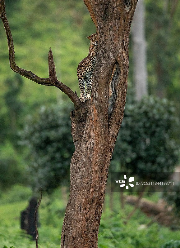 印度树干上豹子的特写图片素材