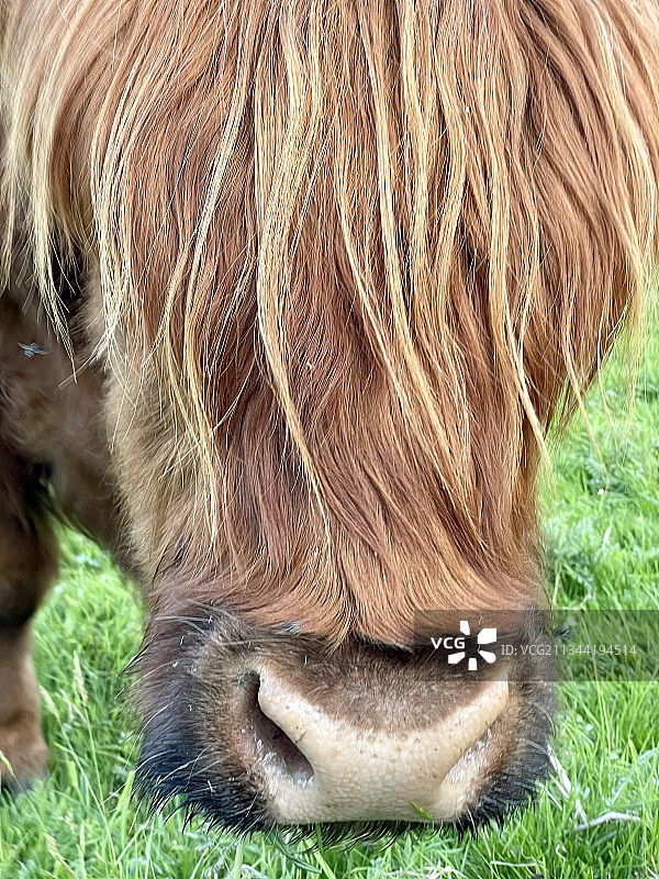 在田野上吃草的牛的特写，英国奥古斯都堡图片素材