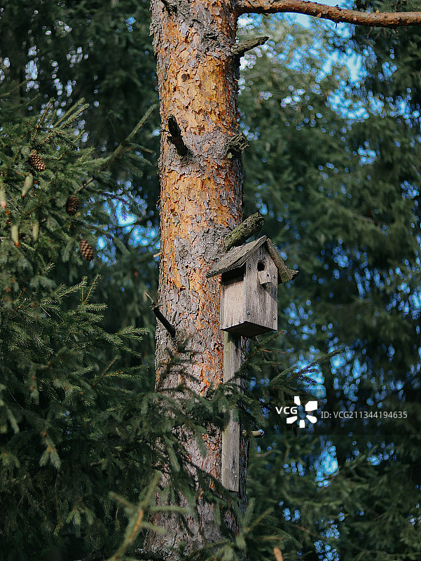 俄罗斯树干上的鸟舍仰视图片素材