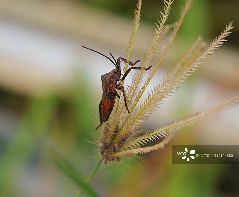 蝴蝶在植物上的特写图片素材