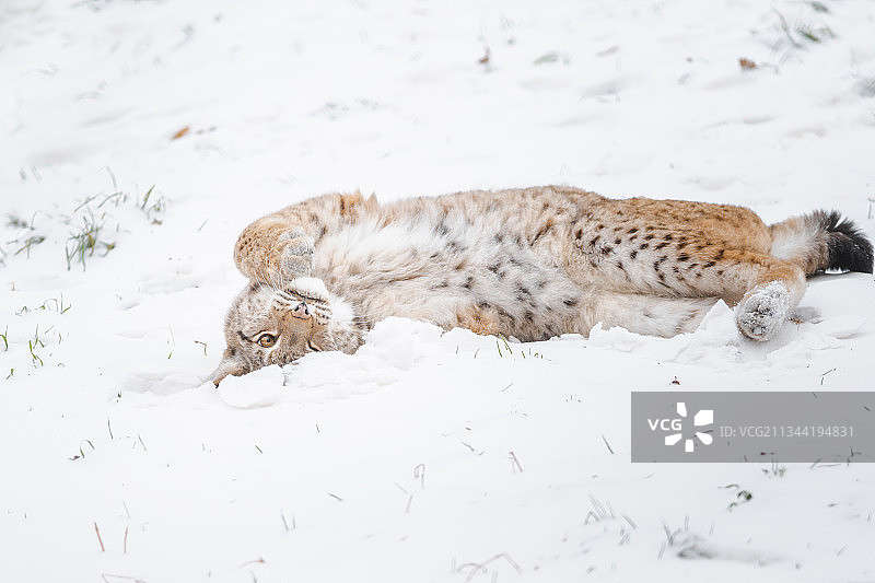 在雪地上打滚的猫图片素材