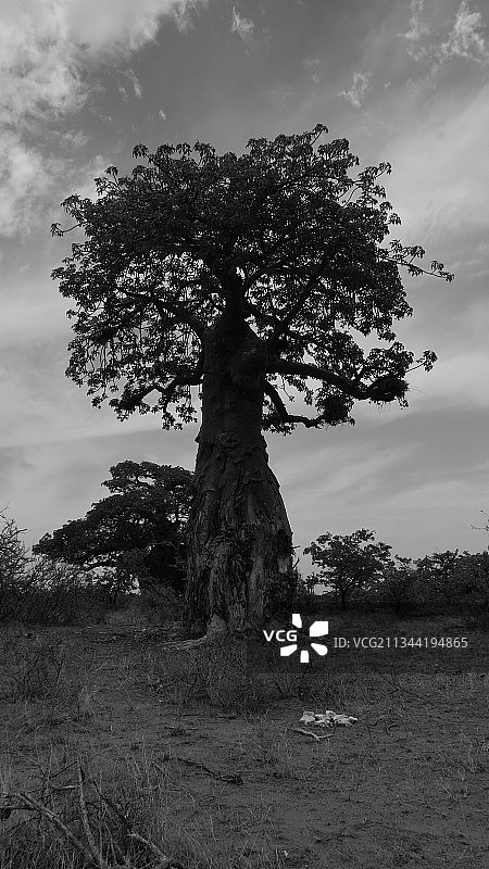 南非：天空下田野中的树木仰视图片素材