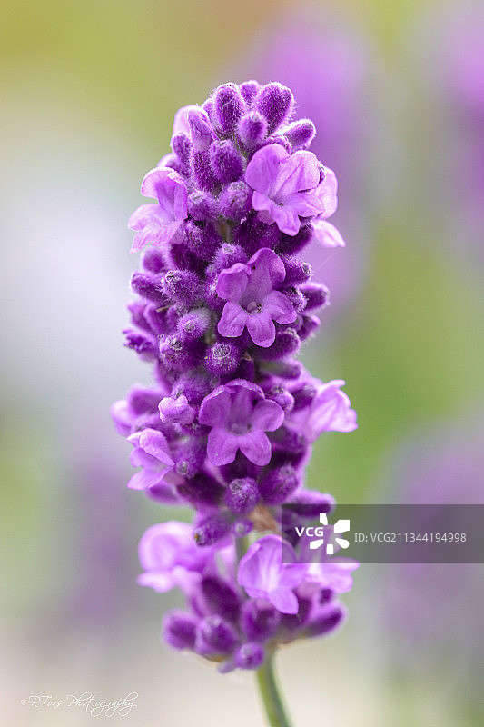 紫色开花植物特写，美国威斯康星州梅昆图片素材