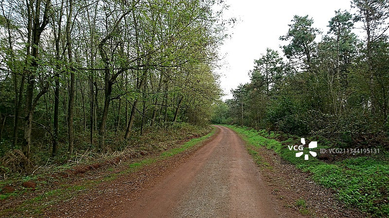 土耳其萨卡里亚费里兹利森林中的空旷道路图片素材