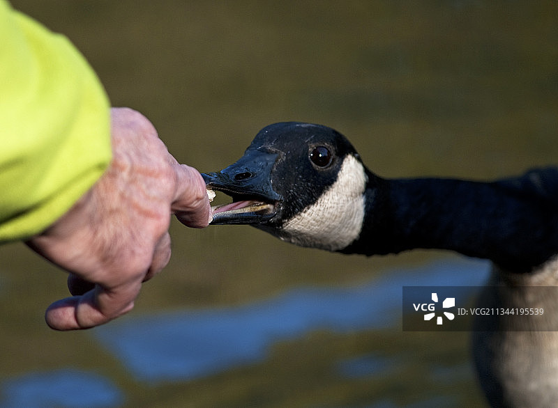 男人在加拿大渥太华喂水鸟图片素材