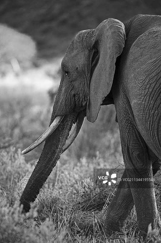 非洲象在肯尼亚的田野上行走的侧视图图片素材
