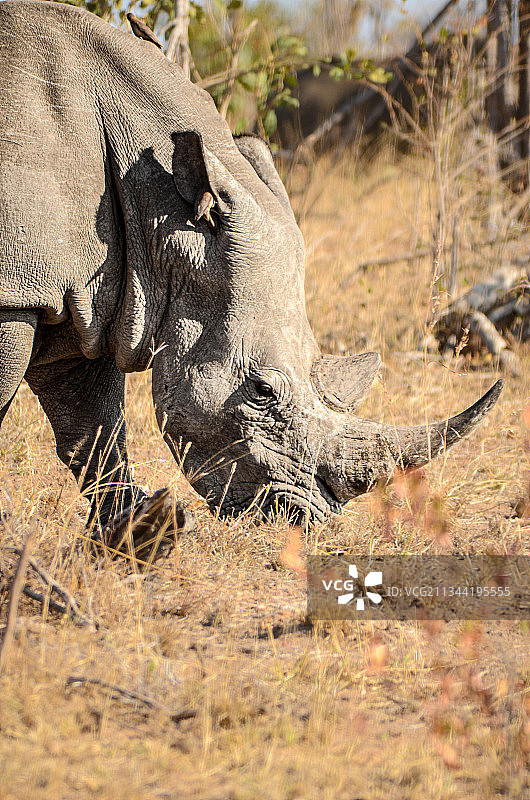白色犀牛在田野上的侧视图图片素材