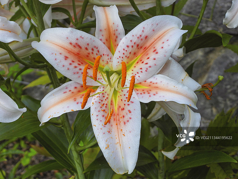 白色百合花特写，美国北卡罗来纳州阿什维尔图片素材