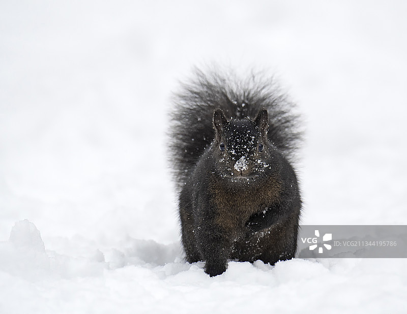 雪地里的刺猬特写，加拿大安大略省渥太华图片素材