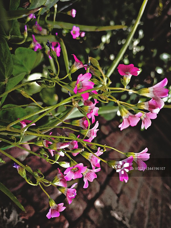 粉红色开花植物的特写图片素材