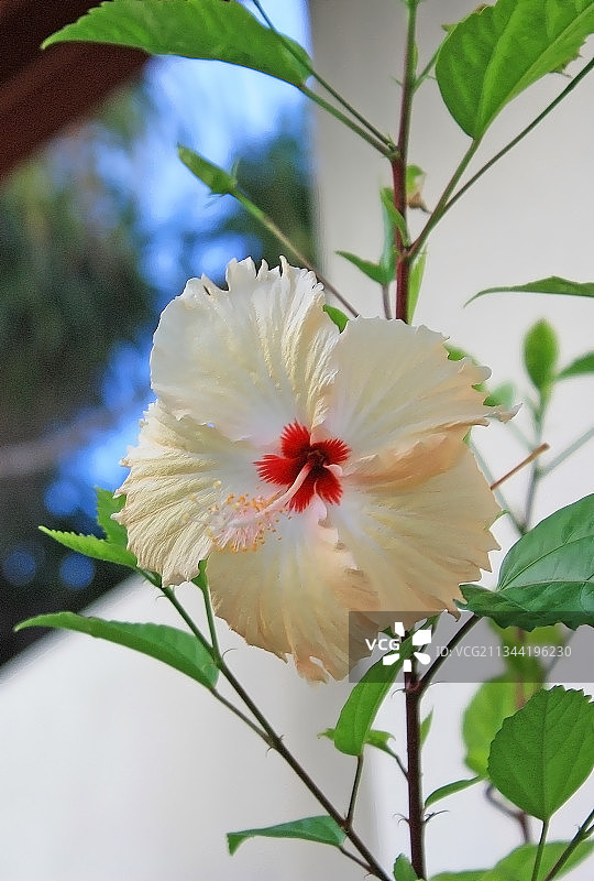 马尔代夫白色芙蓉花特写图片素材