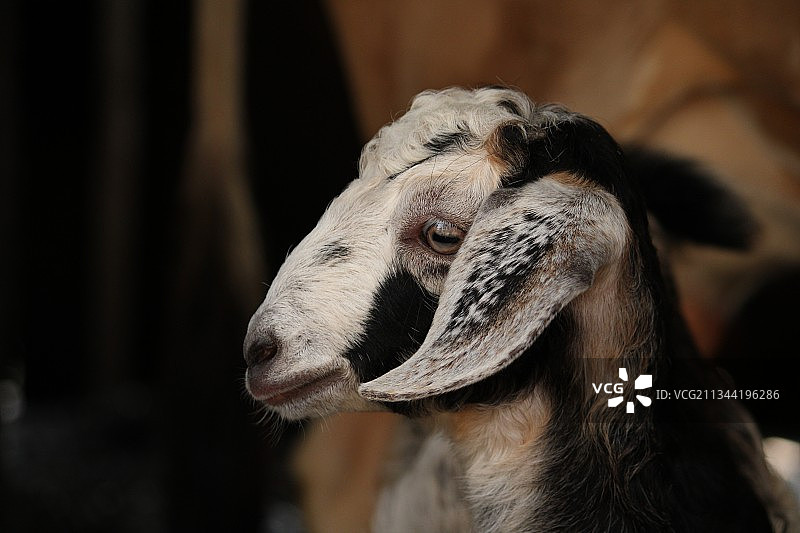 山羊特写图片素材