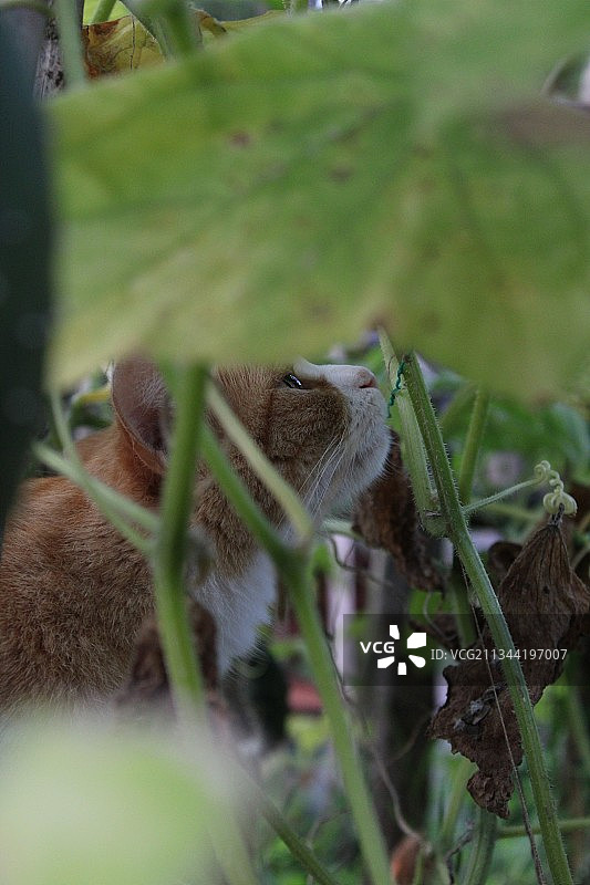 田野上的猫咪特写图片素材
