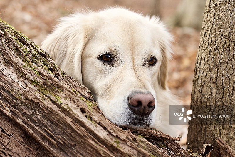 美国宾夕法尼亚州唐宁敦树干上的金毛寻回犬特写肖像图片素材