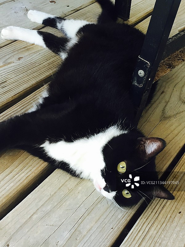 硬木地板上的猫俯视图，美国德克萨斯州卡德威尔县图片素材