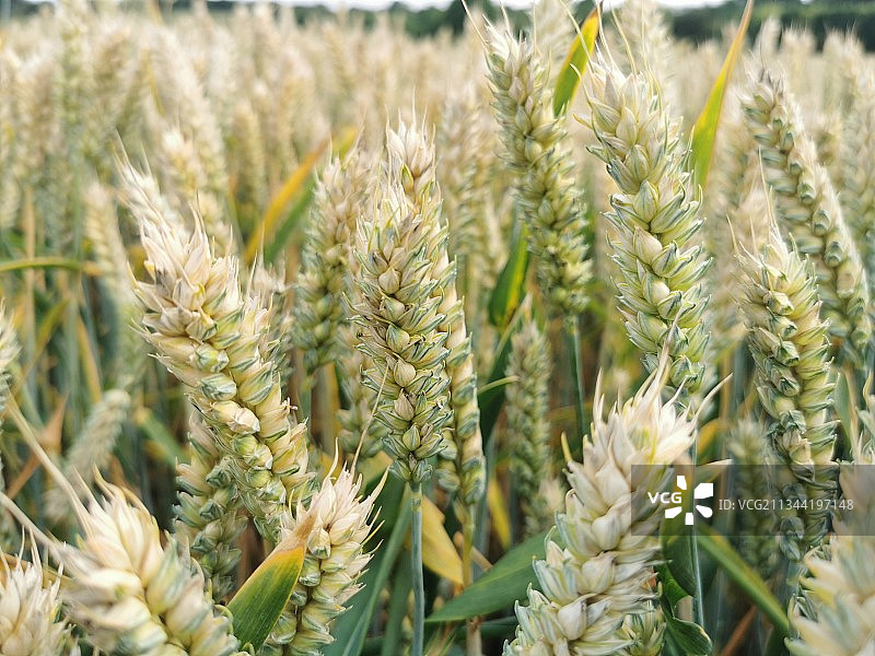 小麦田间生长的特写镜头图片素材
