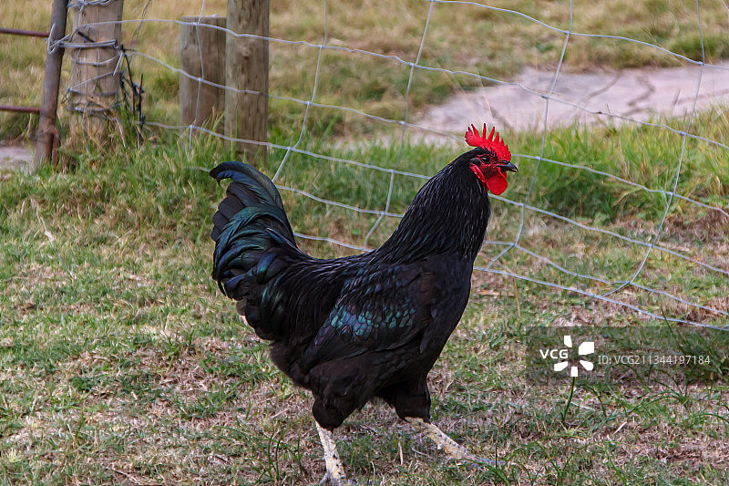 公鸡在场上的特写镜头图片素材