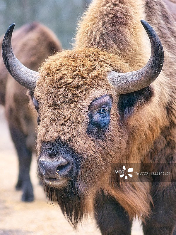高地牛特写图片素材