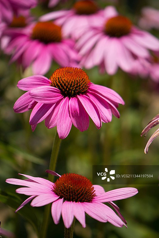 粉红色花朵的特写图片素材