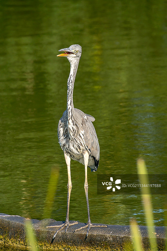 灰蓝鹭，英国肯尼特和埃文运河图片素材