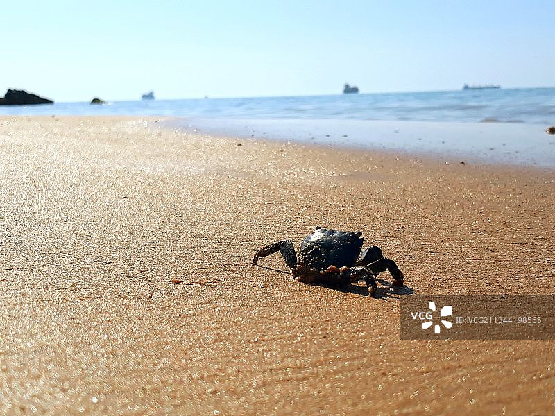 穿越海岸的小生物图片素材