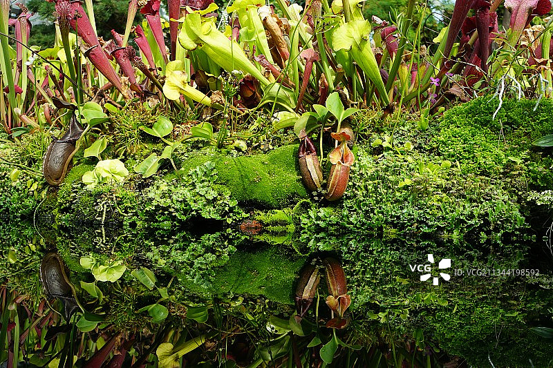 瓶子草图片素材