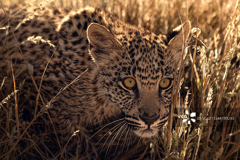 南非，田野上的猫咪肖像图片素材