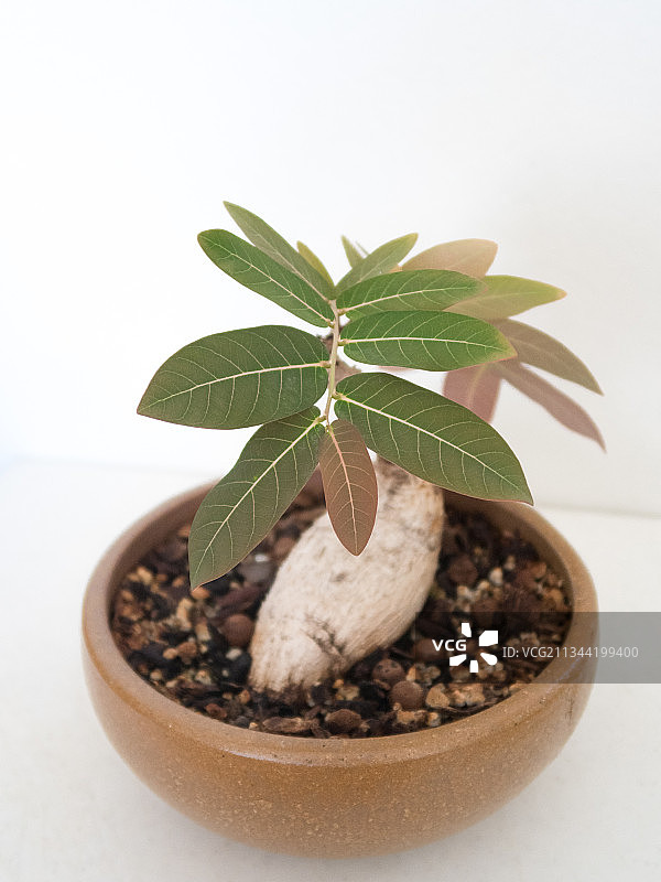白色背景下的盆栽特写，美国加利福尼亚州奥克兰图片素材