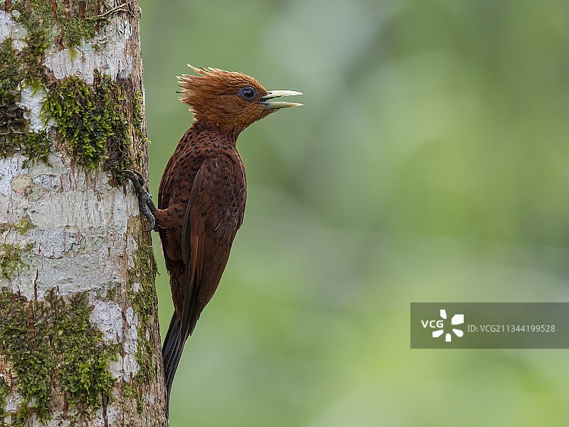 哥斯达黎加埃雷迪亚，翠鸟栖息于树干特写图片素材