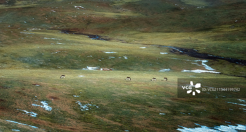 青藏铁路沿线风光--荒原上的藏野驴图片素材