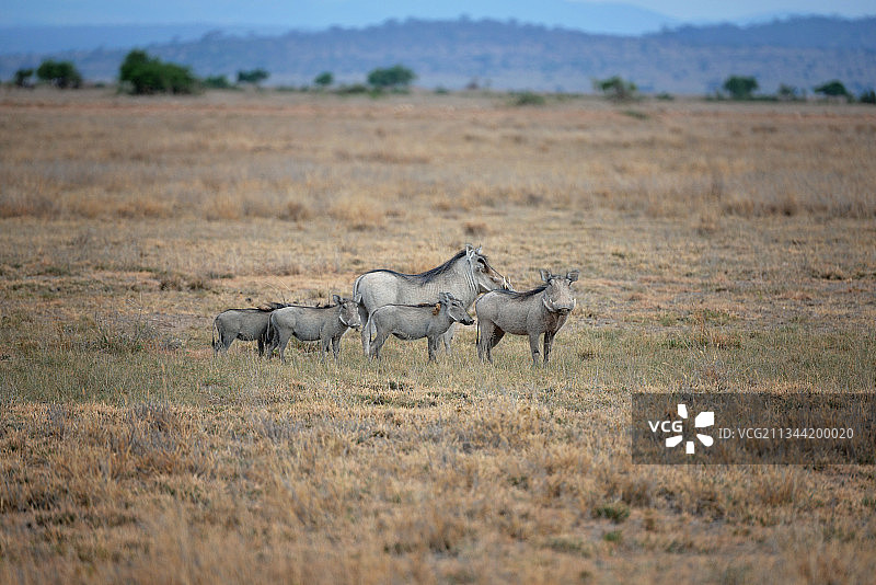 草原上的野猪家族侧视图，肯尼亚图片素材