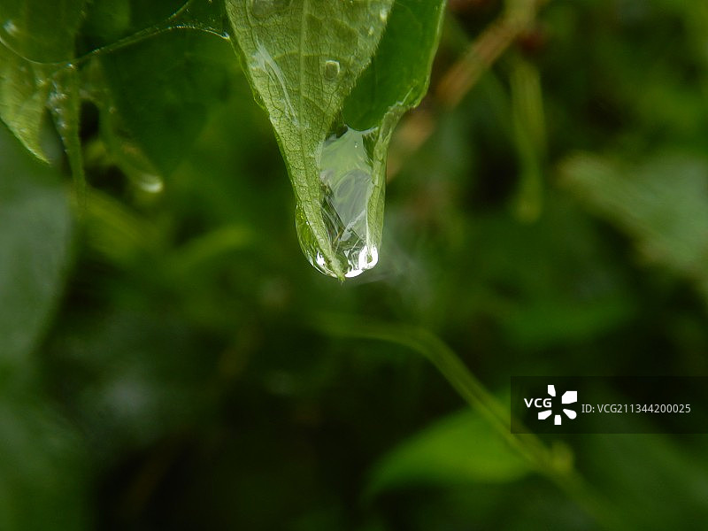 树叶上的雨滴特写，奥地利维也纳图片素材