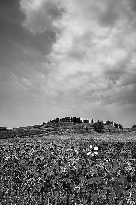 天空映衬下的田野风景图片素材