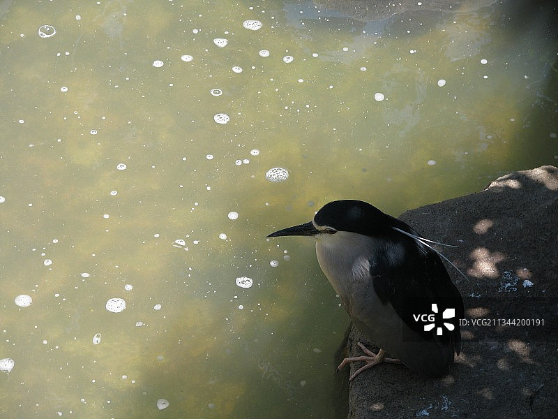 栖息在岩石上的鸟儿特写，日本大阪图片素材