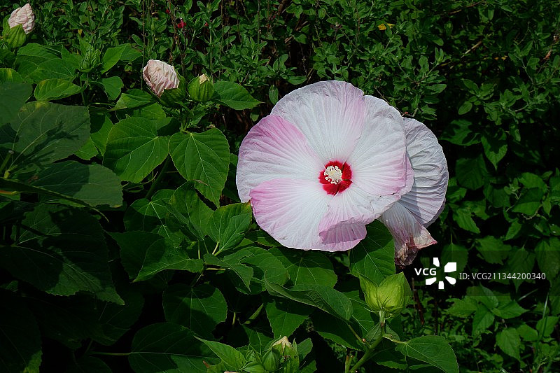 日本绿地公园的粉色芙蓉花特写图片素材