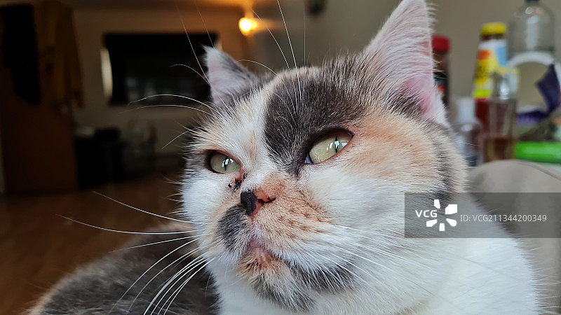 家中猫咪特写，卢顿，英国图片素材