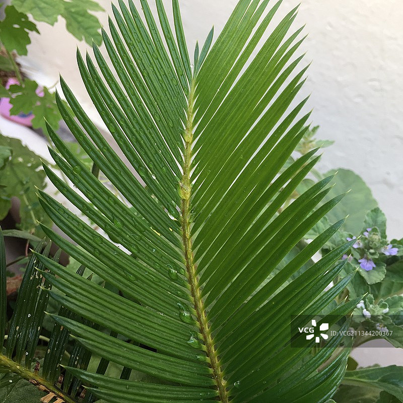 湿植物叶子的特写镜头图片素材
