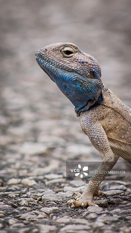 岩石上的鬣蜥特写图片素材