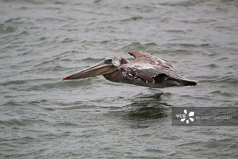鹈鹕在湖中游泳高角度视图图片素材