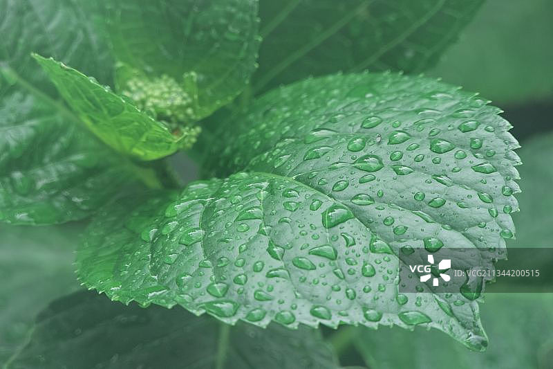 雨季时潮湿的植物叶子特写，英国切斯特图片素材