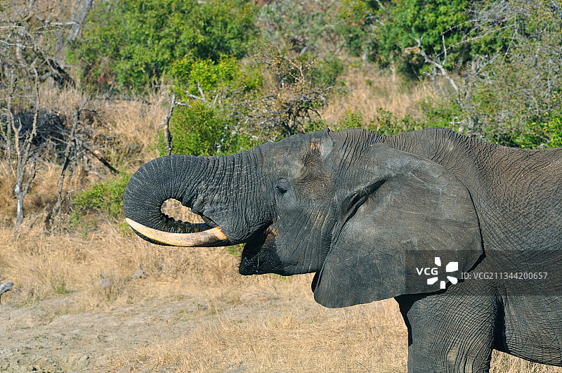 站在田野上的非洲象侧面照图片素材