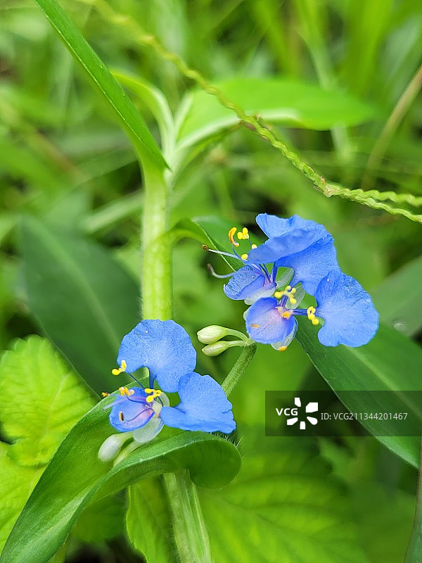紫色开花植物的特写图片素材